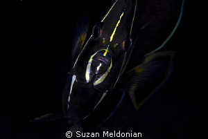 Angel Fish ...D-lish! by Suzan Meldonian 